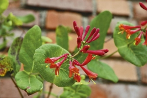 Zimolez (Lonicera x brownii ´Dropmore Scarlet´) je drobnější liána, vhodná k menším zídkám, plotům nebo nižším konstrukcím. Kvete celé léto.