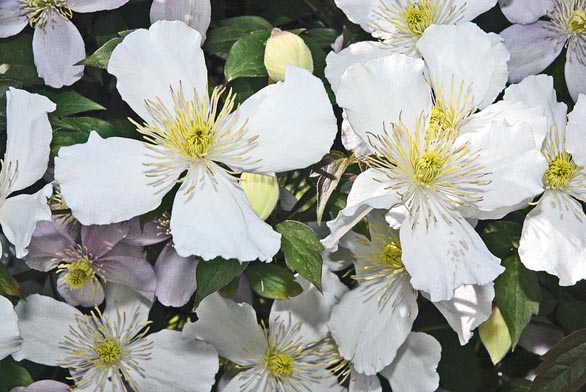 Clematis montana ´Alexander´ – detail květů.