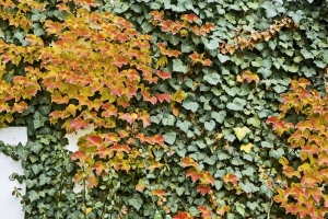 Barevný porost stálezeleného břečťanu (Hedera helix) a žloutnoucího přísavníku (Parthenocissus).