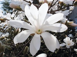 Šácholán (Magnolia stellata)
