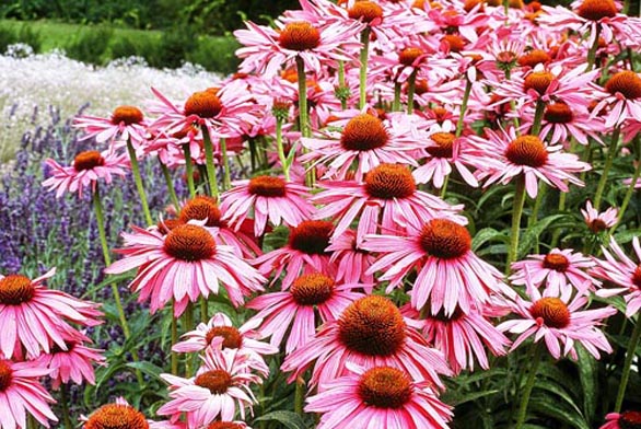 Třapatka (Echinacea purpurea)