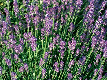 Vsadit můžete na původní druh Lavandula angustifolia.