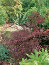 Červený javor a juka vnášejí do zahrady tvarový i barevný kontrast.