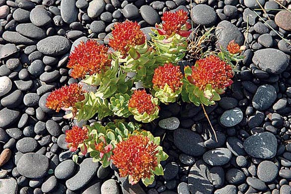 Sedum integrifolium vyžaduje humózní vlhké stanoviště, v létě je potřeba ho přistínit.