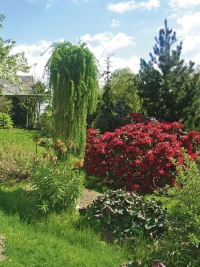 Dokonalý obraz s roubovaným modřínem opadavým ´Repens´ (Larix decidua), borovicí bělokorou (Pinus leucodermis) a kvetoucím pěnišníkem ´China boy´ (Rhododendron).