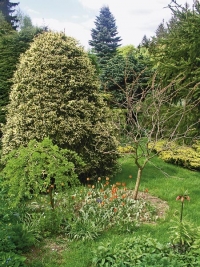 Střihaný smrk východní ´Aurea´(Picea orientalis), jedli Abies concolor a čimišník stromovitý ´Pendula´(Caragana arborescens) osvěžují tulipány (Tulipa orphanidea).