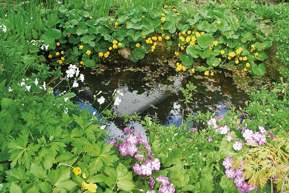 Okolí jezírka zdobí trvalky - japonská skalnička Hylomecon japonica nebo prvosenka Sieboldova (Primula sieboldii).