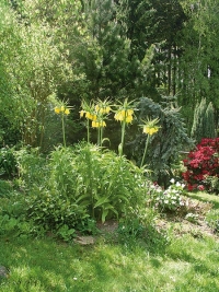 Skalku osázenou jehličnany přehlíží tis červený ´Aurea´(Taxus baccata).