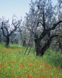 Za vstupní bránou se otevře pohled do olivových sadů.