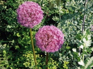 Okrasným cibulovinám písčité půdy svědčí. Krásný česnek (Allium sphaerocephalon) sázejte do skupin v kombinaci se stříbřitě olistěnými trvalkami (například pelyněk - Artemisia).