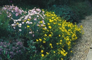 Okraj záhonu nebo cesty ozdobí polštáře plazivých skalniček: růžový hvozdík (Dianthus sp.), mateřídouška (Thymus) a žlutý devaterník (Helianthemum).