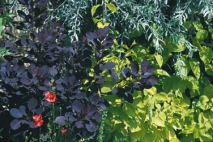 Na písčitých půdách se daří i řadě nenáročných dřevin: načervenalá ruj vlasatá (Cotinus coggygria), světlezelená svída bílá (Cornus alba Aurea) a drobnolistá hlošina (Eleagnus angustifolia).