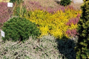 Vřesoviště s pestrou směsí odrůd vřesu (Calluna vulgaris) je pro oblasti s písčitou půdou skvělou volbou: žlutý vřes Boskoop, bílý vřes Sandy, zakrslá borovice Pinus silvestris Globasa Vividis, vzadu červený vřes Red Star a vpravo vřes Aphrodite.