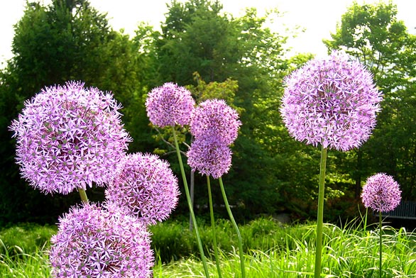 Allium sphaerocephalon (zdroj: explow.com)