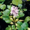 Vodní hyacint (Eichhornia crassipes)