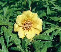 Pivoňka žlutá (Paeonia lutea) má podobu nízkého, opadavého keře s výškou okolo 1,5 m. Prošlechtěna do několika odrůd. Podobná žlutá pivoňka Mlokosewitschova je bylinou! Vyžaduje propustnou výživnou půdu a slunce nebo světlý polostín. Kvete v červnu.