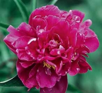 Pivoňka bělokvětá neboli velkokvětá či také čínská (Paeonia lactiflora, syn. albiflora nebo sinensis) se do Evropy dostala až v 19. století. Vyšlechtěno mnoho odrůd lišících se barvou květu ve škále bílá, růžová, karmínová a plností květu. Dříve byla rozdělena do dvou skupin čínské a japonské pivoňky s jednoduchými, neplnými květy a sterilními prašníky. Nesnáší těžké, uléhavé půdy. Prospívá na výsluní a ve výživné propustné půdě. Výška 50–110 cm. Kvete v květnu až v červnu.