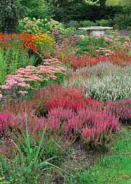 Stinnější spodní část zahrady prosvětlují husté porosty vřesů v různých variantách – od červené přes růžovou po bílou, spolu s trvalkami – třapatkou, záplevákem a podobně.