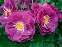 Rhapsody in Blue patří do skupiny „modrých“ růží. Dorůstá do výšky až 120 cm, opakovaně kvete, voní a je zdravá.