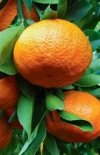 Citrusy rostou obvykle 2 až 3krát do roka podle podmínek (březen až duben – červen až červenec – září až říjen a ojediněle prosinec až leden). Čtvrtá růstová perioda se vyskytuje pouze výjimečně u bujně rostoucích jedinců při teplém zimování, zpravidla u citroníků. Naopak japonské mandarinky mají při chladném zimování obvykle jen dvě růstová období. V době vyzrávání a zastavení růstu výhonů rostou kořeny.