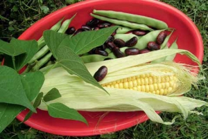 FAZOL OBECNÝ (Phaseolus vulgaris) se v Jižní Americe od pradávna vysévá do okrajů kukuřičných polí. Kukuřice je přirozenou oporou pro levotočivé výhony. Indiáni ze semen dříve mleli, tloukli mouku. Suché oplodí fazolu obecného tyčkového (suché lusky po vyloupání zralých semen) je léčivé, čaj snižuje hladinu krevního cukru, mírně snižuje krevní tlak a pomáhá při onemocnění ledvin a močového měchýře.