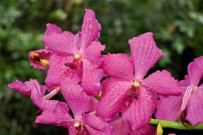 Modré orchideje Vanda