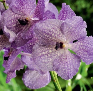 Hlavním centrem šlechtění a pěstování je Thajsko, odkud pochází i tento mohutný modrofialový hybrid Vanda 'Purple Magic'.