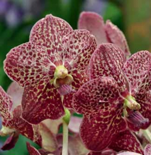 Hezký veselý skvrnitý kultivar Vanda 'Exotic Red' patří k nejnovějším odrůdám z Thajska.