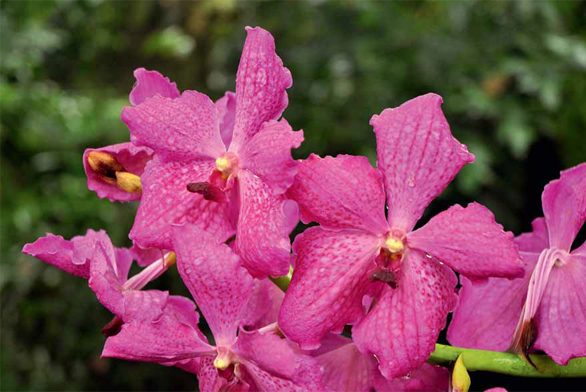 Šlechtěný kultivar Vanda 'Cerich Magic' má bohatá květenství pěkně růžové barvy.