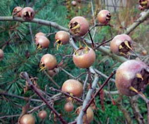 Mišpule jak mávnutím kouzelného proutku přemění po přemrznutí tvrdý vnitřek svých plodů v luxusní čerstvou marmeládu.