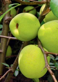 Strouhané plody kdoulovce mohou nahradit v kuchyni citron, rozmixované se stévií dají osvěžující nápoj a zavařeninám svým pektinem pomáhají želírovat.