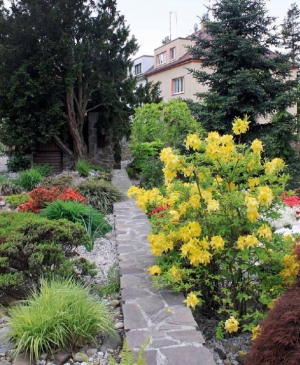 V pozadí se tyčí původní solitérní tis (Taxus baccata), stáří 78 let, společně s vzrostlou jedlí (Abies pinsapo) a převislou moruší (Morus alba 'Pendula'). Podél zídky z přírodního kamene najdeme rozkvetlé azalky a rododendrony v druzích, nechybějí ani okrasné trávy.