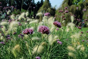 Až metr vysoká Verbena onariensis je květinou do pestrých záhonů. Vyniká i v kombinaci s trávami.