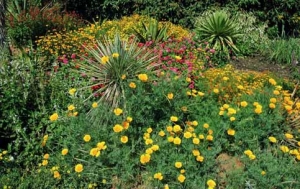 Sluncovka kalifornská (Eschscholzia californica) patří k nejrychleji rostoucím pravým letničkám. Od výsevu do květu jí stačí 6–7 týdnů.