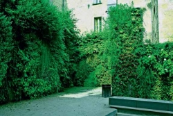 Popínavky mohou fungovat jako zelená fasáda i jako zelená stěna.