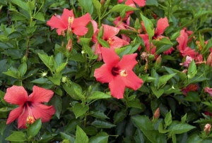 Hibiscus rosa-sinensis se pěstuje ve stovkách kultivarů.