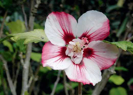 Hibiscus syriacus 'Ardens' je mrazuvzdorný keř, který lze pěstovat i na našich zahradách.