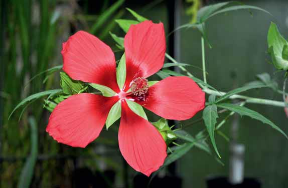 Hibiscus coccineus pochází z bažin jižních států USA a snese i mírné mrazíky.