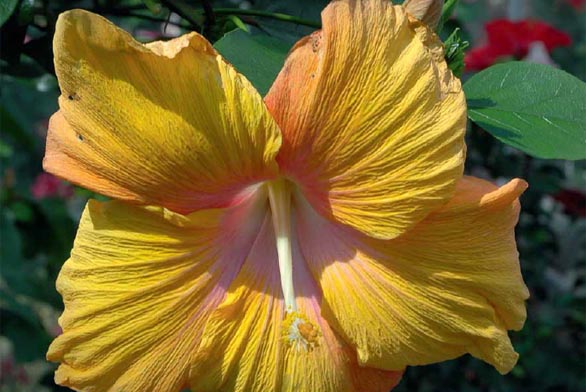 Hibiscus 'Aurora' je kultivar s mimořádně velkými květy.