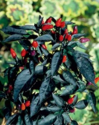 V nádobách za vhodných podmínek přezimování (dostatek světla a tepla) papriky vegetují i několik let.