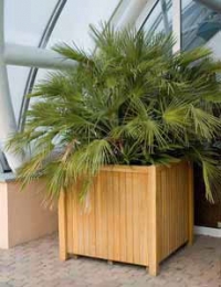 Často pěstovaná palma Chamaerops humilis dorůstá nejvýše 2m výšky, je ideální do nádob.