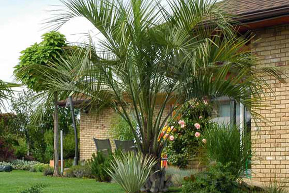 Palmový háj v české zahradě