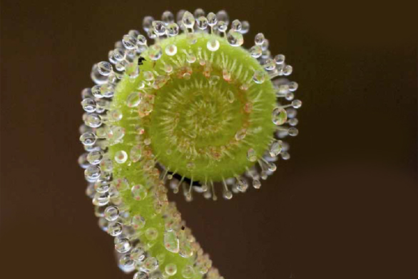 Rozvíjející se list rosnatky Drosera filiformis