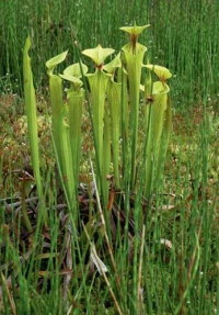 Špirlice žlutá (Sarracenia flava) v rašeliništi roste celoročně.