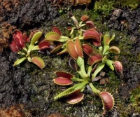 Vysazené rostliny mucholapky podivné. Mucholapka podivná patří k mnoha okrasným rostlinám, kterých je mnohem více ve sklenících a pěstírnách než v přírodě.