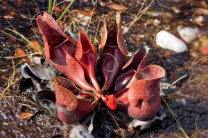 Nejodolnější druh špirlice nachová (Sarracenia purpurea) v přírodě roste až v Kanadě.