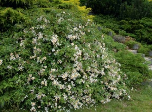 Růže mnohokvětá (Rosa multiflora) kvete velmi bohatě. Hodí se jako půdopokryvná do větších zahrad.