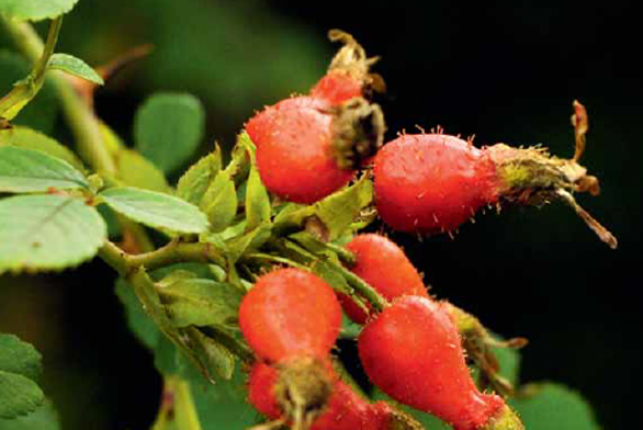 Jasně červené šípky růže (Rosa multibracteata) jsou žláznaté a o trošku menší než šípky naší nejběžnější růže. Pěstuje se od roku 1908, ale setkáme se s ní spíše jen v botanických zahradách a dendrologických parcích.