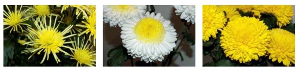 (zleva) Chrysanthemum ´Vesuvio Sunny, Chrysanthemum ´Inga´ a Chrysanthemum ´Migoli´