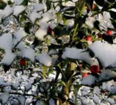 Celoročně krásná je cesmína obecná (Ilex aquifolium).